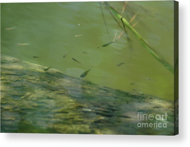 Minnow Acrylic Print featuring the photograph Emerald Shiner by Dale Powell