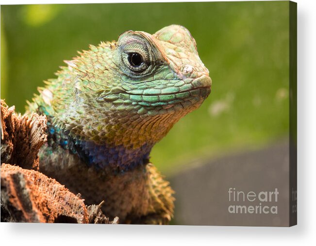 Sceloporus Acrylic Print featuring the photograph Emerald Swift 2 by Shawn Jeffries