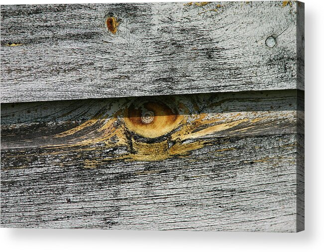 Wood Acrylic Print featuring the photograph Emerge - by Julie Weber