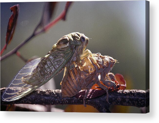 Cicada Acrylic Print featuring the photograph Emerging - Cicada 1 by DArcy Evans