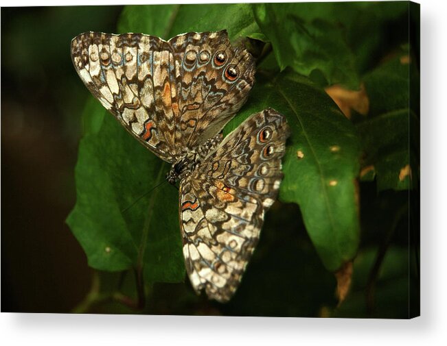 Insects. Butterflies Acrylic Print featuring the photograph Emissary by Gregory Blank