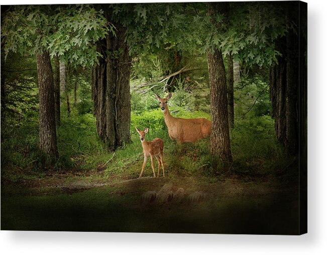 Deer Print Acrylic Print featuring the photograph Enchanted Forest Deer Print by Gwen Gibson