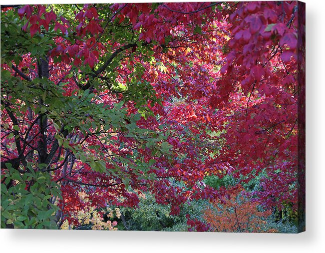 Autumn Acrylic Print featuring the photograph Enchanted Forest by Doris Potter