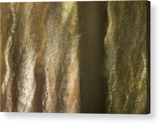 Duke Gardens Acrylic Print featuring the photograph Enchanted Woods by Margaret Denny