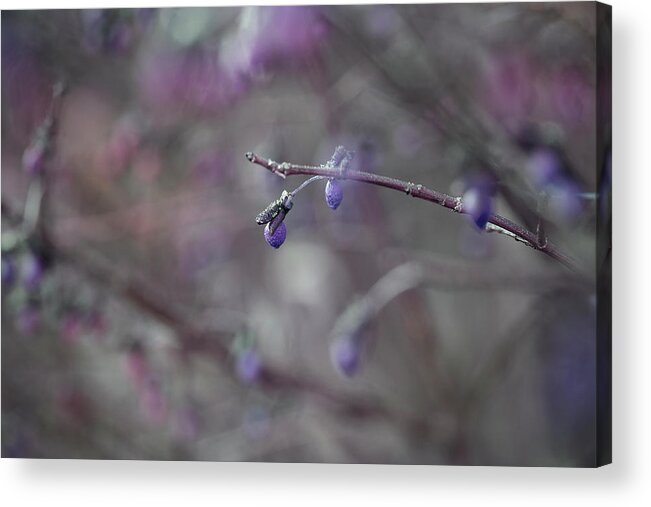 Tree Branch Acrylic Print featuring the photograph End Product by Mike Eingle