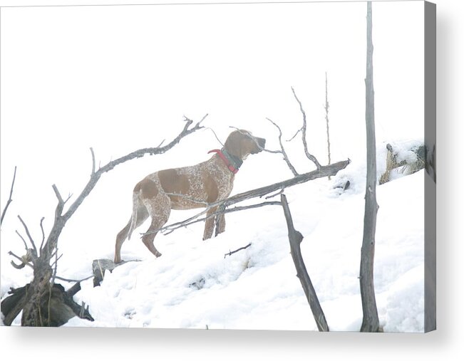 Big Game Hound Acrylic Print featuring the photograph English Redtick Hound  by Daniel Davidson