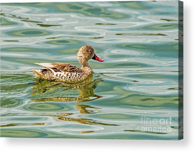 Duck Acrylic Print featuring the photograph Enjoying by Pravine Chester