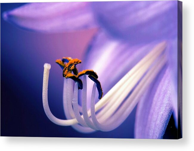 Flower Acrylic Print featuring the photograph Eternal Seductiveness by Mitch Cat