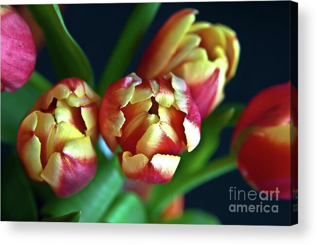 Eternal Sound Of Spring Acrylic Print featuring the photograph Eternal Sound of Spring by Silva Wischeropp