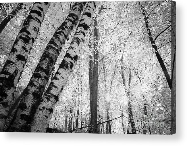 Minnesota Acrylic Print featuring the photograph Ethereal Woods by Becqi Sherman