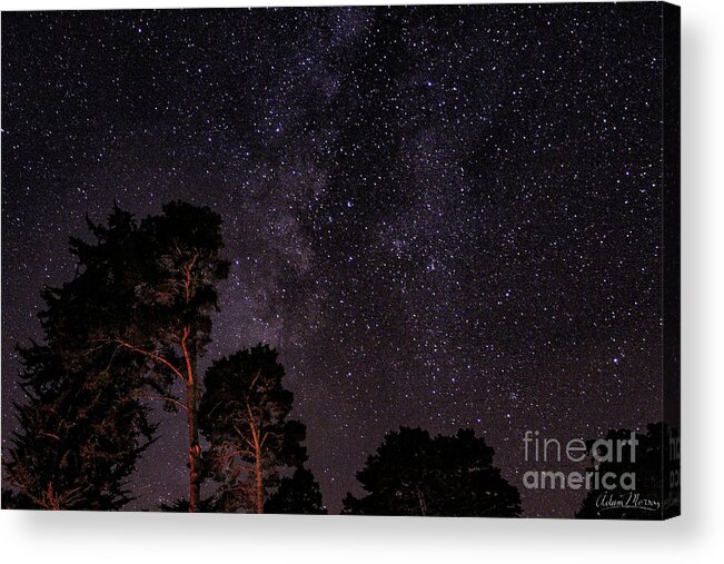 Stars Acrylic Print featuring the photograph Eucalyptus Galaxy by Adam Morsa