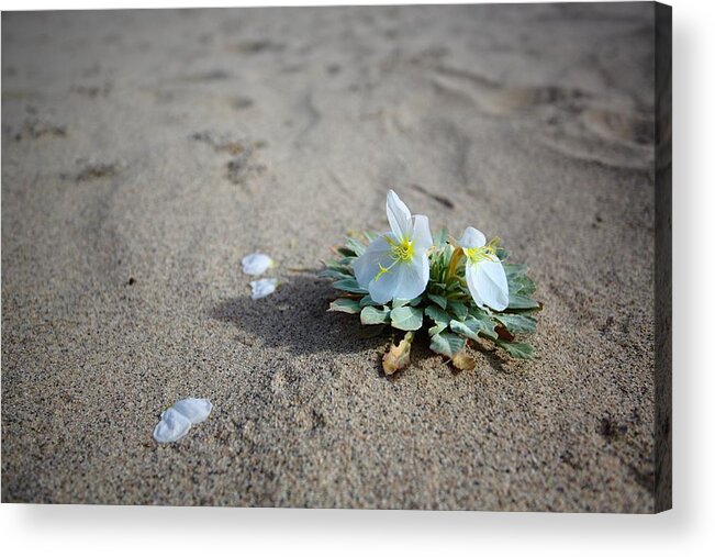 Bossom Acrylic Print featuring the photograph Eureka Valley Evening Primrose by David Andersen