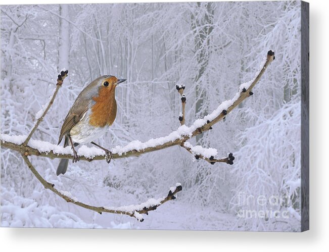 European Robin Acrylic Print featuring the photograph European Robin on snowy branch by Warren Photographic