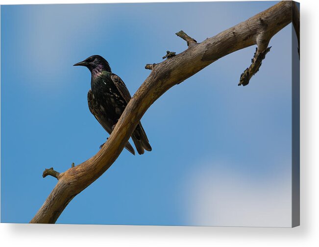 European Starling Acrylic Print featuring the photograph European Starlng by Holden The Moment