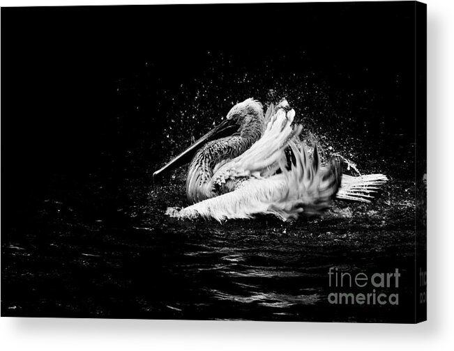 Pelican Acrylic Print featuring the photograph Evening bath by Venetta Archer