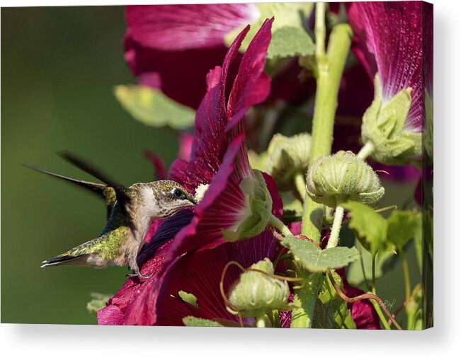 Hummingbird Acrylic Print featuring the photograph Evening Dining by Everet Regal