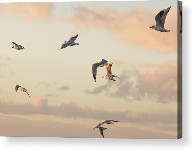 Gulls Acrylic Print featuring the photograph Evening Gulls by Wendy Cooper