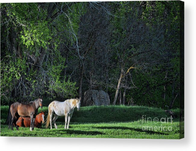 Horses Acrylic Print featuring the photograph Evening Rest by Randy Rogers