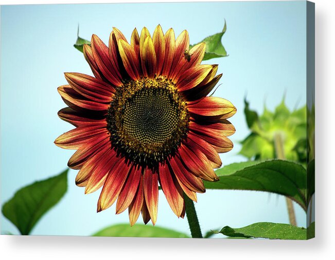 Flower Acrylic Print featuring the photograph Evening Sun Sunflower 2016 #1 by Jeff Severson