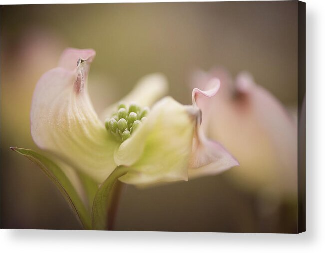 Dogwood Acrylic Print featuring the photograph Evening's Song by Kim Carpentier