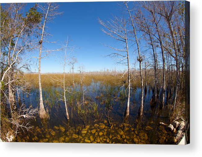 Everglades National Park Acrylic Print featuring the photograph Everglades 85 by Michael Fryd