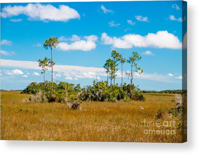 Beauty Acrylic Print featuring the photograph Everglades landscape by Amanda Mohler