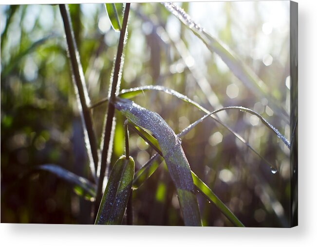 Sawgrass Acrylic Print featuring the photograph Everglades Sawgrass by Roberto Aloi