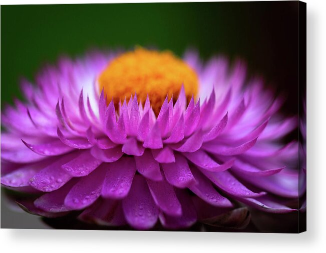 Flower Acrylic Print featuring the photograph Everlasting by Carrie Hannigan