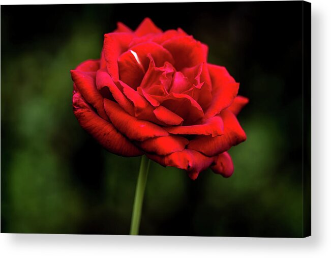 Flower Acrylic Print featuring the digital art Everlasting by Ed Stines