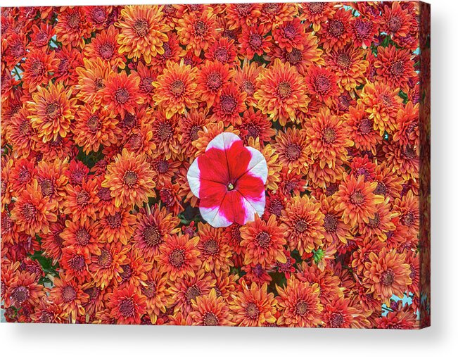 Chrysanthemums Acrylic Print featuring the photograph Every Science Begins As Philosophy And Ends As Art, Wrote Will Durant.  by Bijan Pirnia