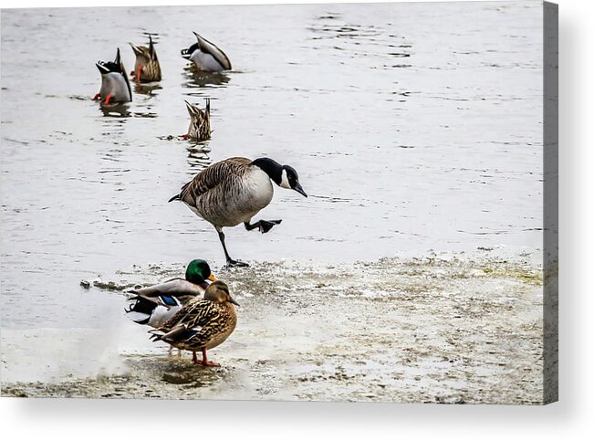 Ducks Acrylic Print featuring the photograph Everybody Act Normal by Ray Congrove
