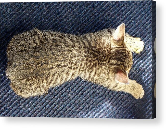 Kitten Acrylic Print featuring the photograph Exhausted by Constantine Gregory