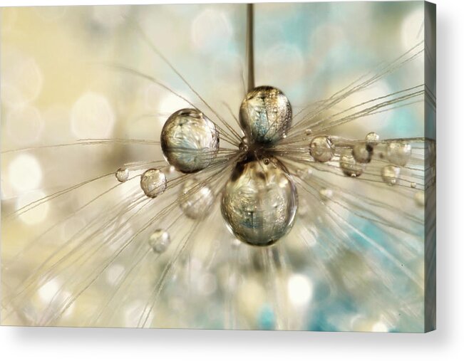 Dandelion Acrylic Print featuring the photograph Exploding Dandy Drops by Sharon Johnstone
