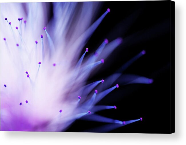 Mimosa Acrylic Print featuring the photograph Explosive by Mike Eingle