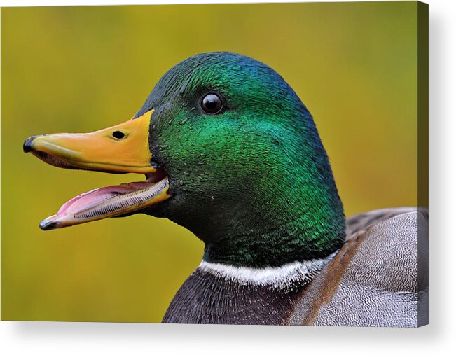 Mallard Acrylic Print featuring the photograph Express by Tony Beck