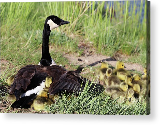Goose Acrylic Print featuring the photograph Extended Family by Alyce Taylor