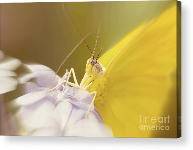 Eye Contact Acrylic Print featuring the photograph Butterfly Eye Contact by Chris Scroggins