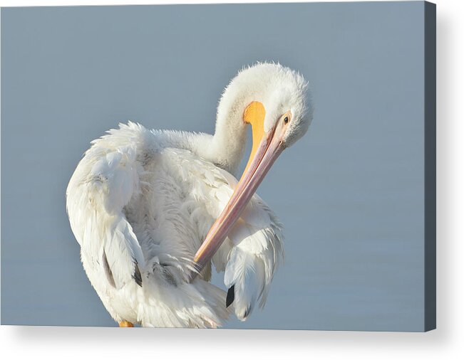 American White Pelican Acrylic Print featuring the photograph Eye On The Details by Fraida Gutovich