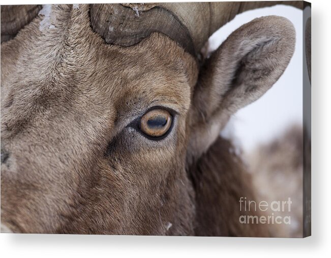 Sheep Acrylic Print featuring the photograph Eye On You by Douglas Kikendall