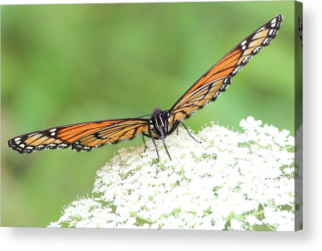 Butterfly Acrylic Print featuring the photograph Eye See You by Anita Oakley