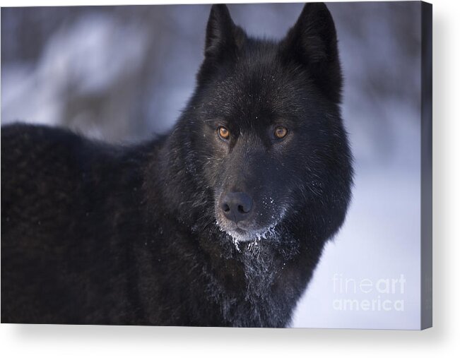 Adult Acrylic Print featuring the photograph Eyes of a Black Wolf by John Hyde - Printscapes