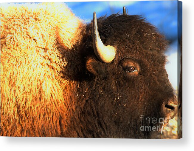 Bison Acrylic Print featuring the photograph Eyes Of The Bison Spring 2018 by Adam Jewell