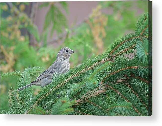 Bird Acrylic Print featuring the photograph Eyes up... by Ian Sempowski