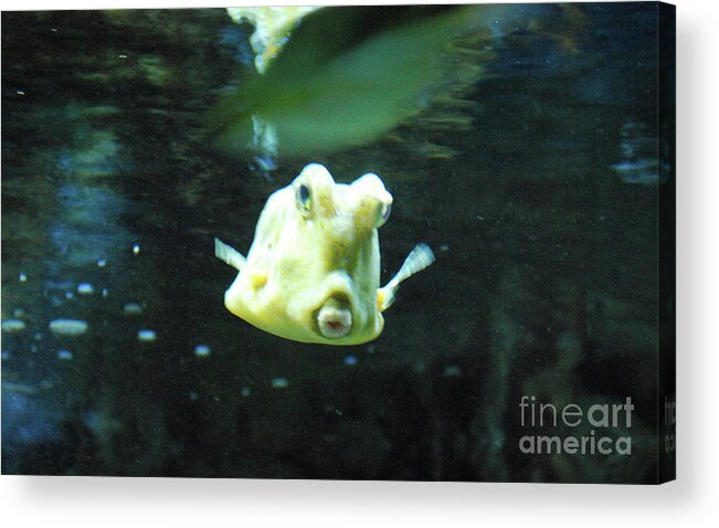 Longhorn-cowfish Acrylic Print featuring the photograph Face of a Horned Boxfish Swimming Underwater by DejaVu Designs