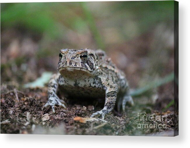  Toad Acrylic Print featuring the photograph Face to Face with a Fowler Toad by Neal Eslinger