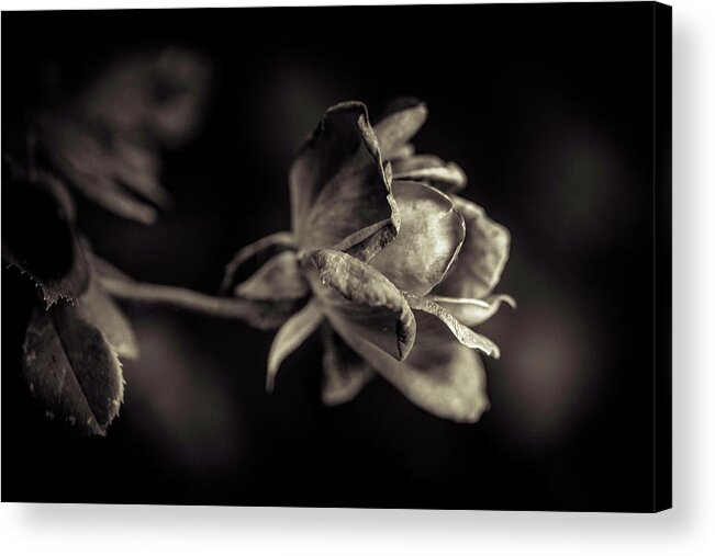 Faded Acrylic Print featuring the photograph Faded Beauty by Allin Sorenson
