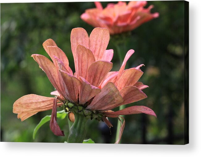 Autumn Flower Acrylic Print featuring the photograph Faded Glory by Karen Ruhl