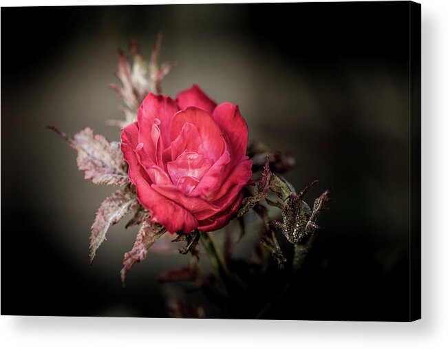 Rose Acrylic Print featuring the photograph Fading Beauty by Allin Sorenson