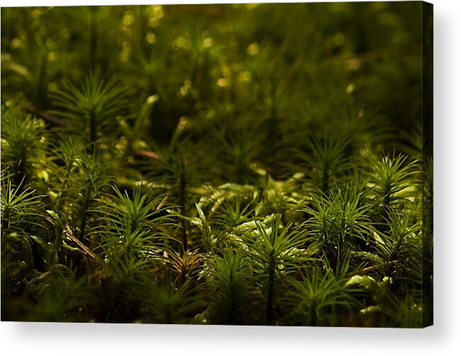 Moss Acrylic Print featuring the photograph Fairy Forest by Cheryl Day