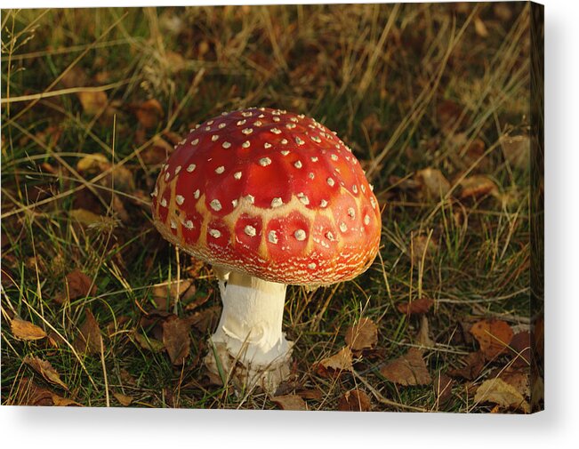 Fairy Tale Acrylic Print featuring the photograph Fairy Tale Mushroom by Adrian Wale